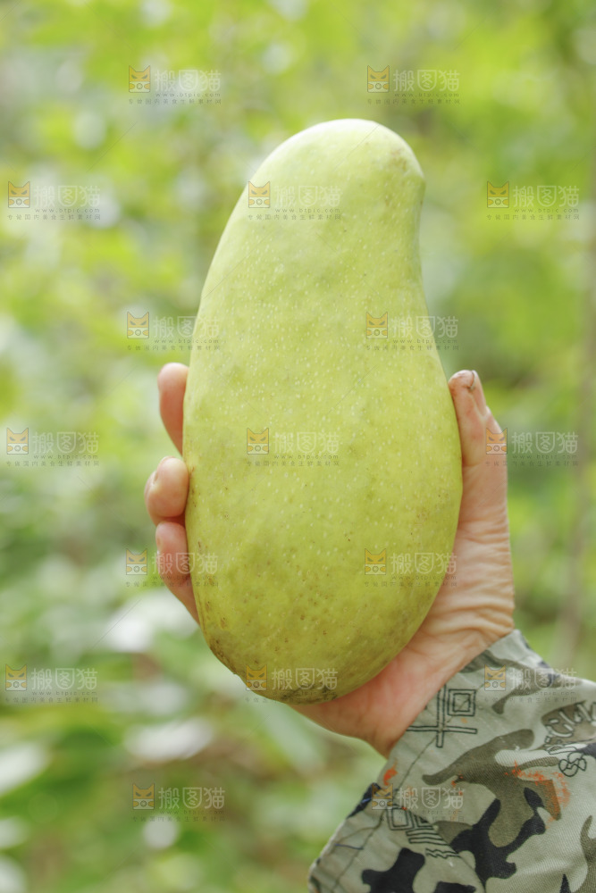 手里拿着大金煌芒