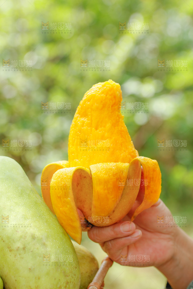 手里拿着水仙芒