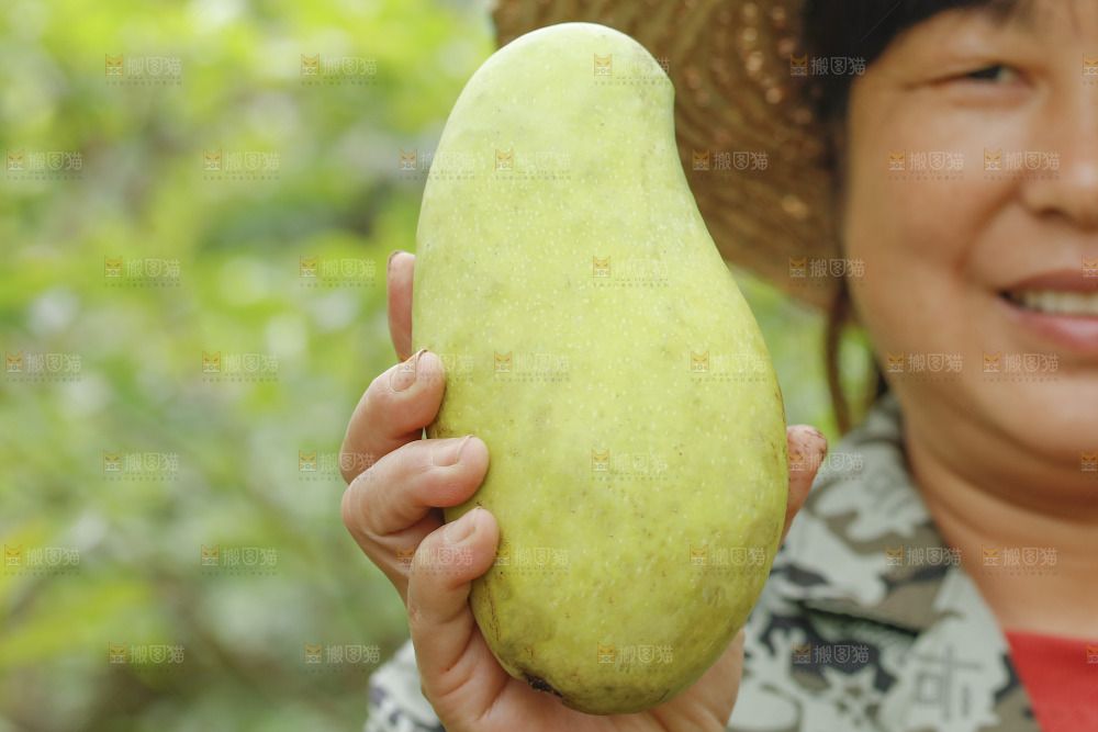 手里拿着大金煌芒