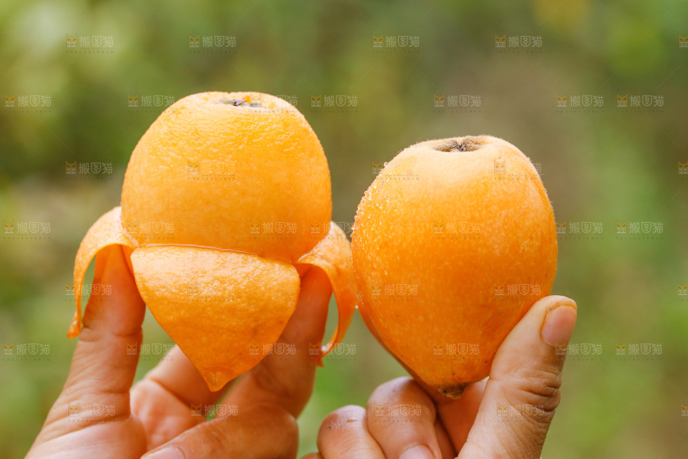 手里拿着大枇杷