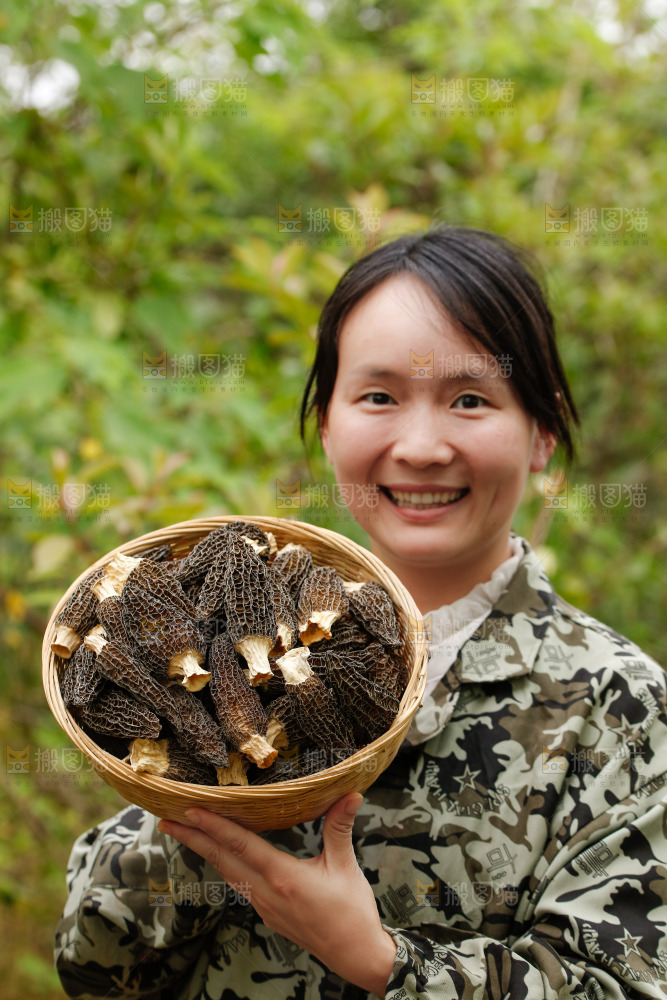 手里端着一篮干羊肚菌