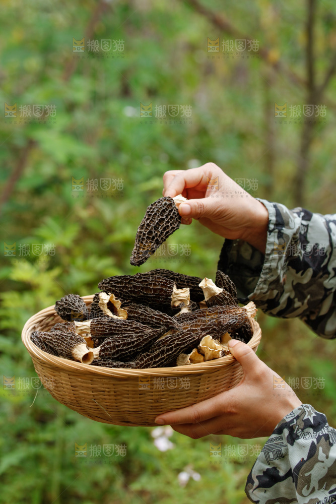 手里端着一篮干羊肚菌