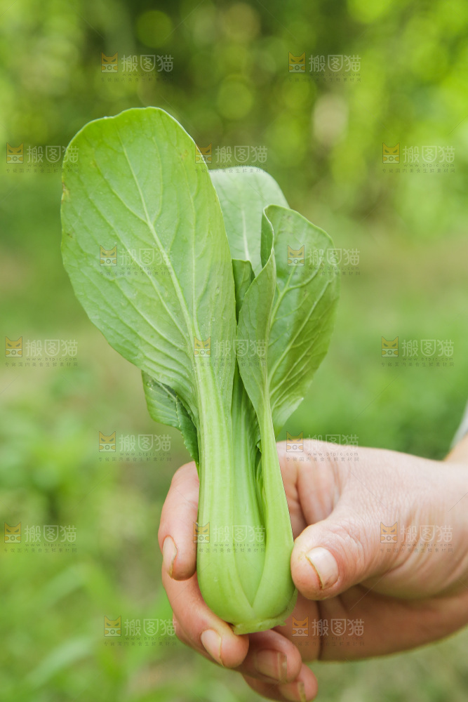 手里拿着小青菜
