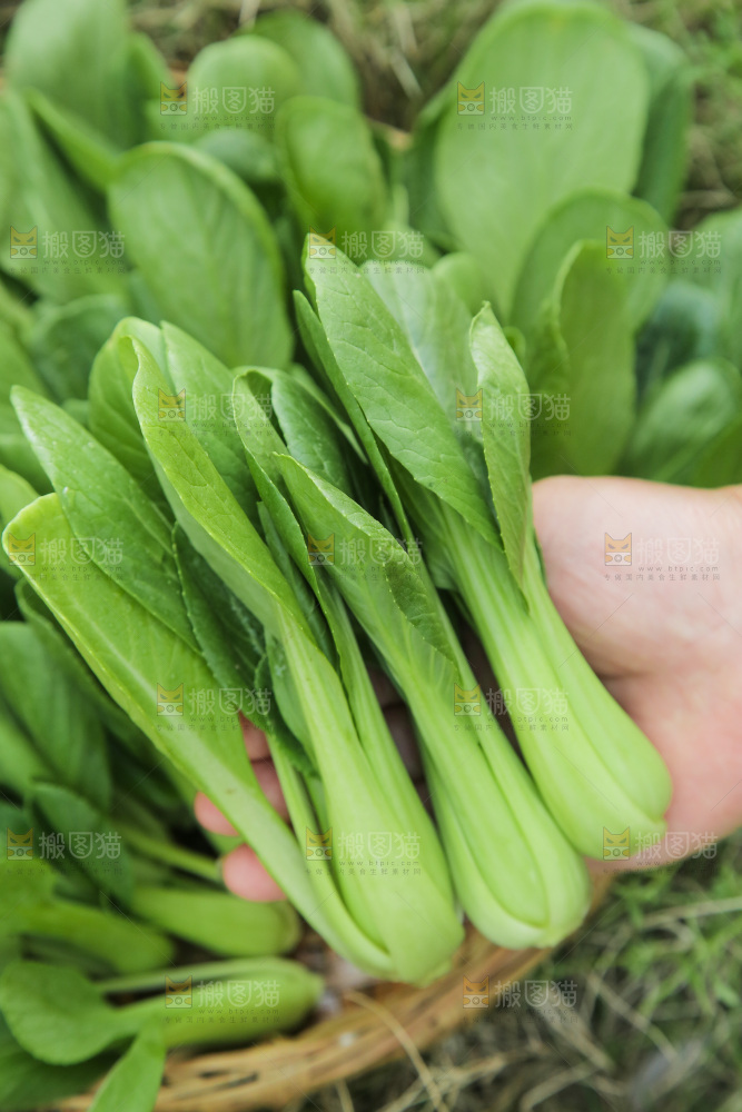 手里拿着小青菜