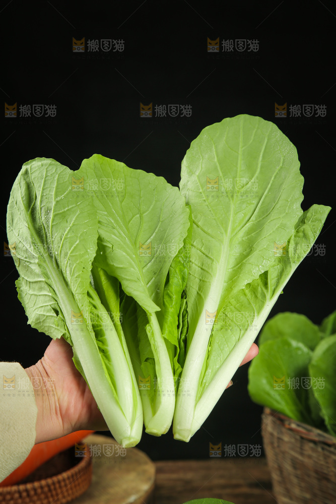 手里拿着杭白菜