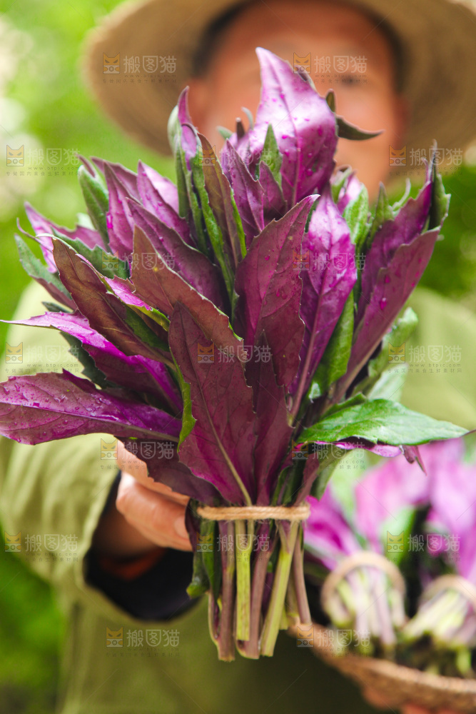 手里拿着紫背菜
