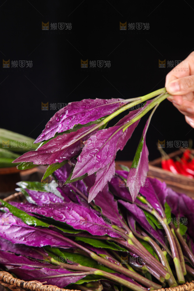 手里拿着红玉菜