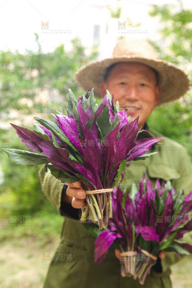 手里拿着紫背菜