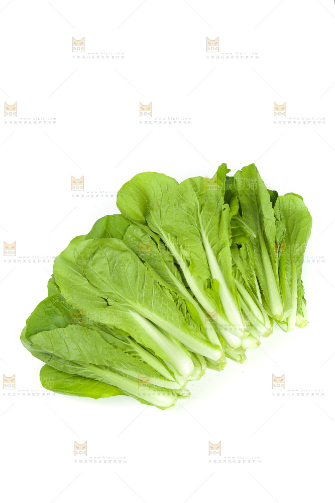 白底上的四季小白菜