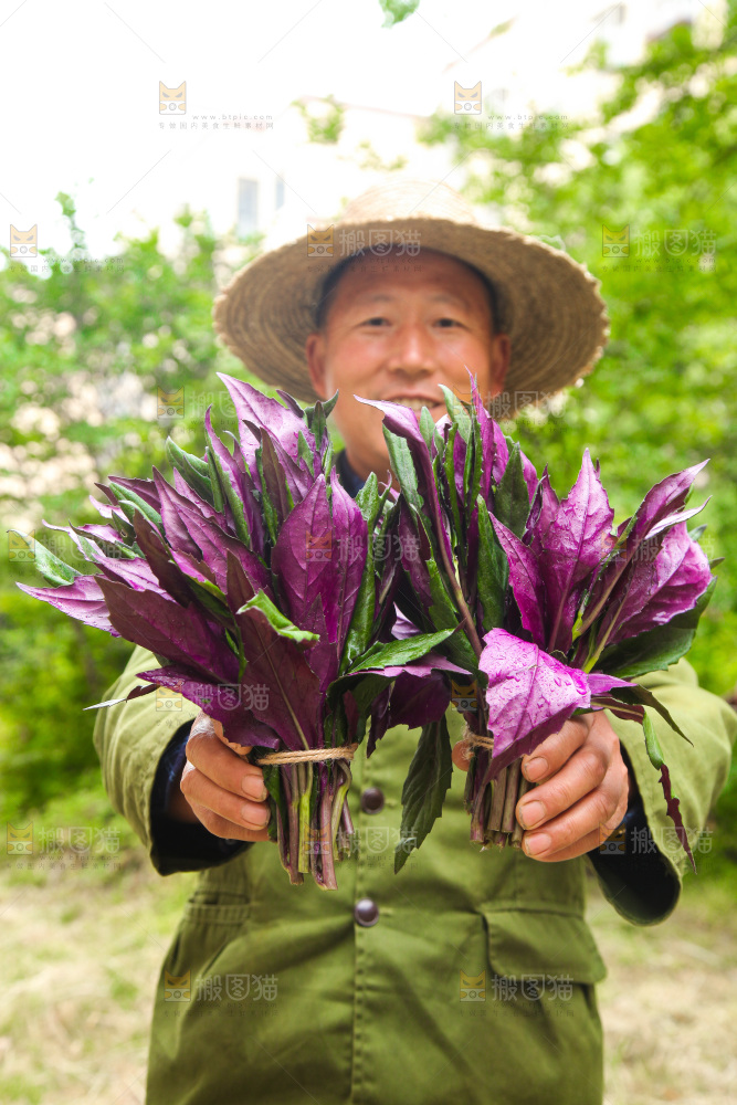 手里拿着紫背菜