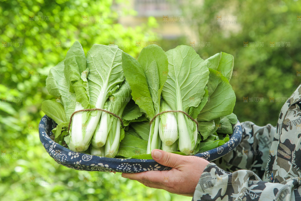 手里端着一篮小白菜