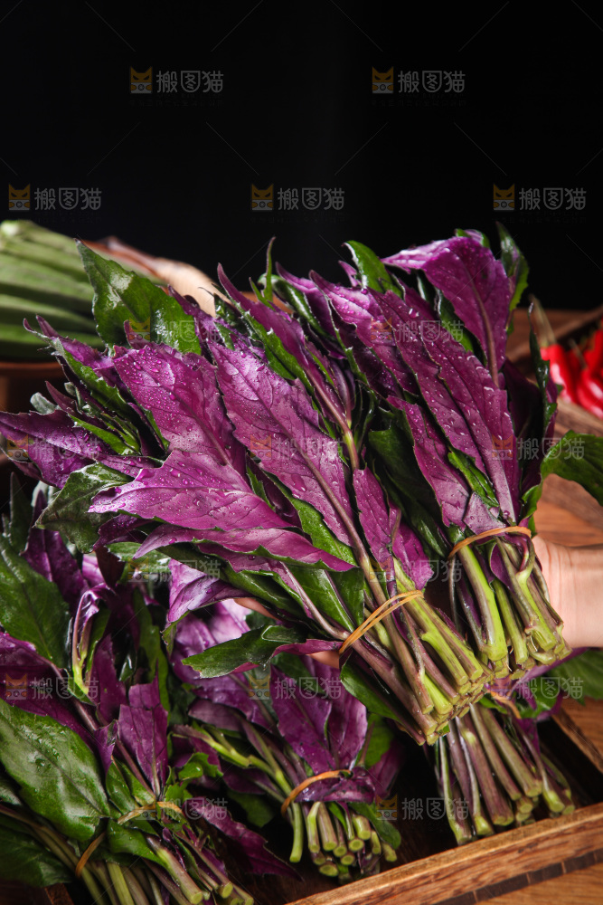 手里拿着紫背菜