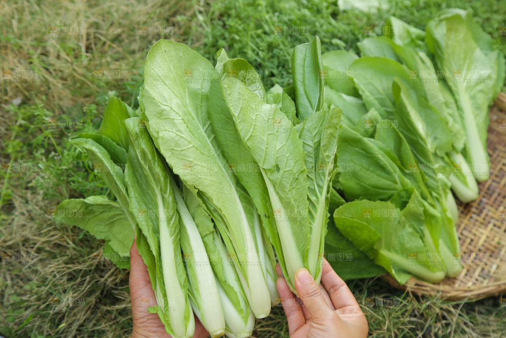 手里拿着奶油小白菜