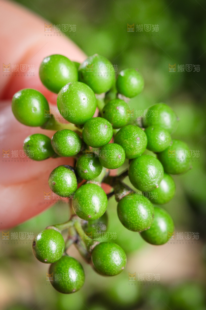 手里拿着山胡椒