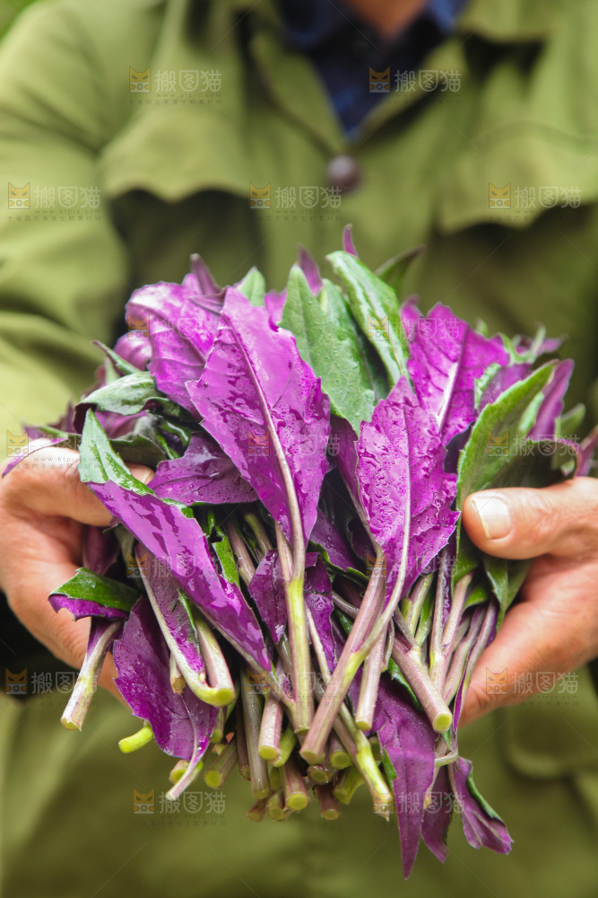 手里拿着血皮菜