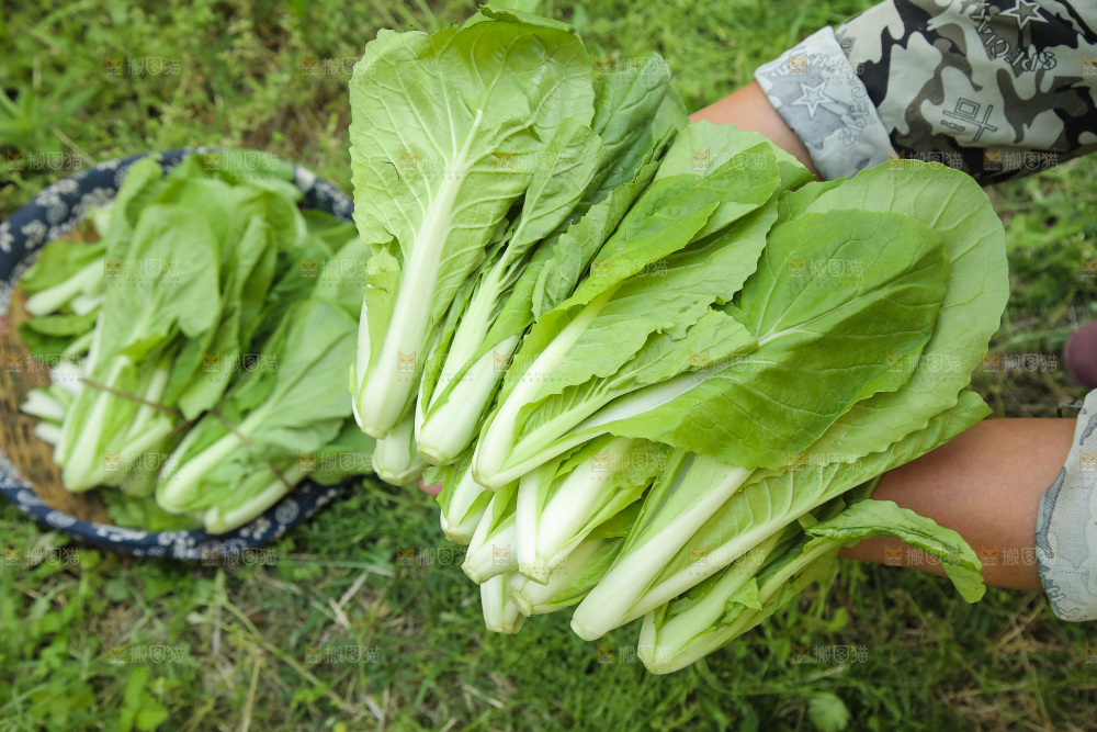 手里捧着小白菜
