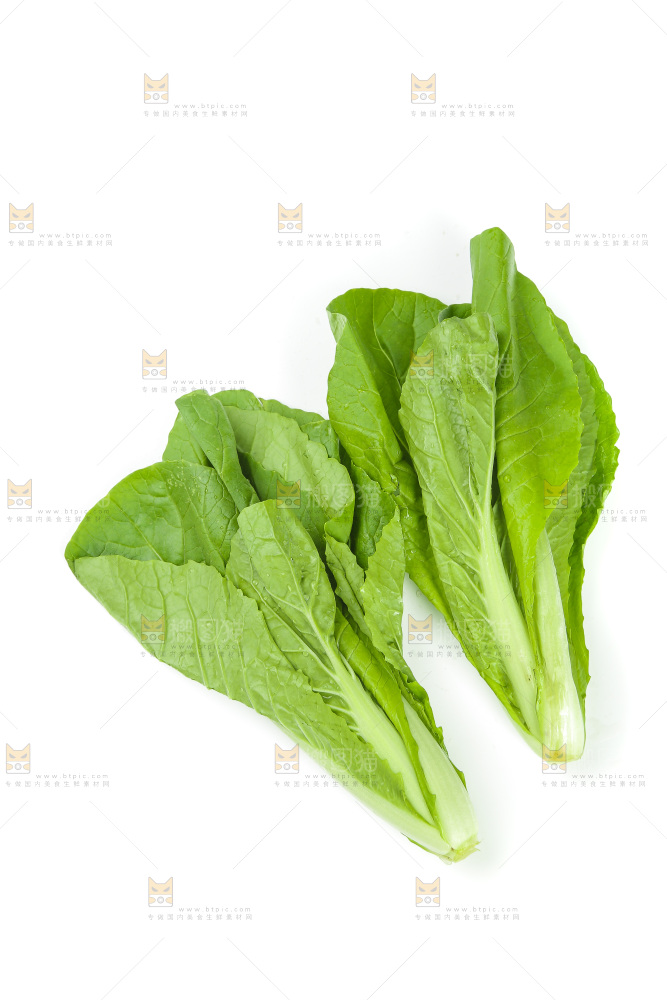 白底上放着小白菜