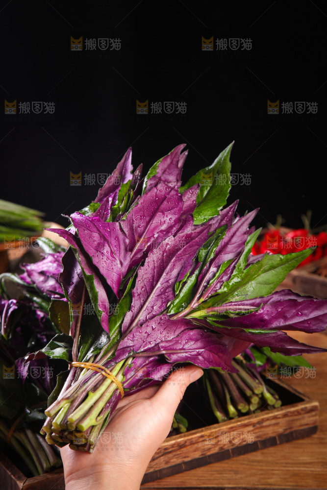手里拿着紫背菜