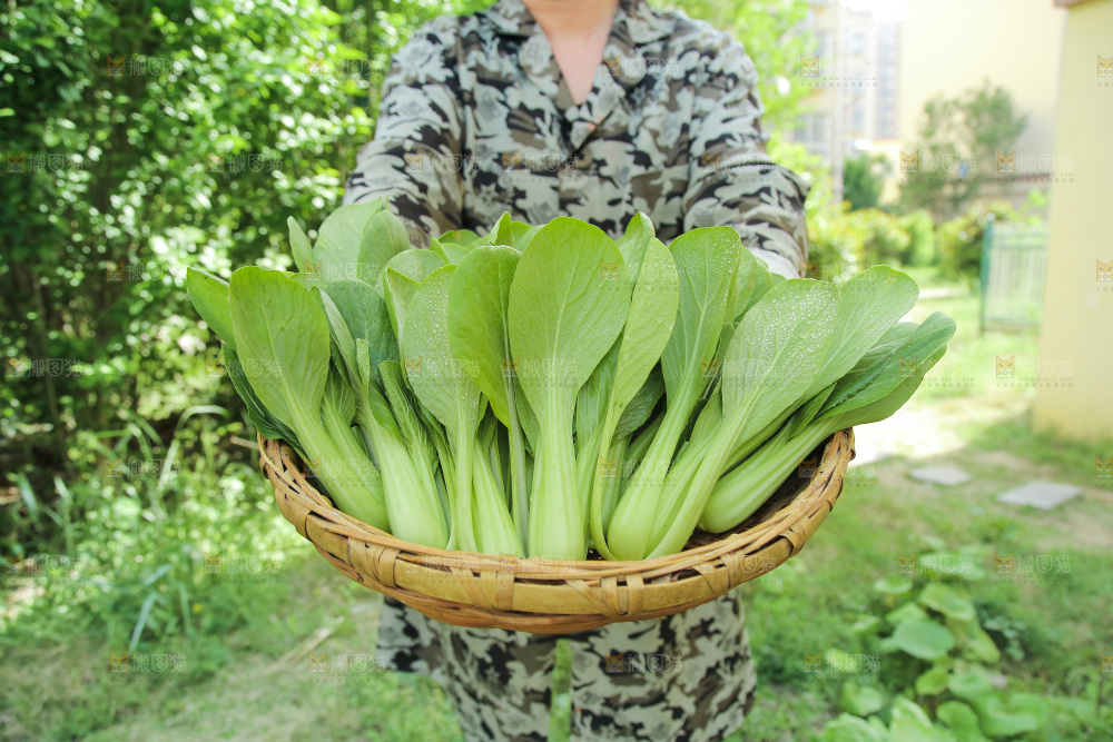 手里端着一篮青菜