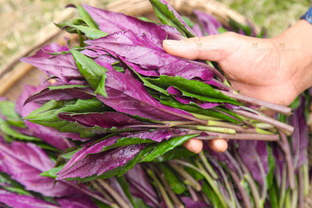 手里拿着血皮菜