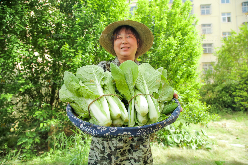 手里端着一篮小白菜