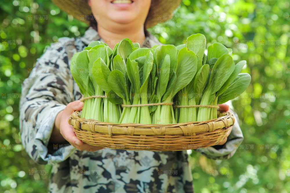 手里端着一篮新鲜青菜
