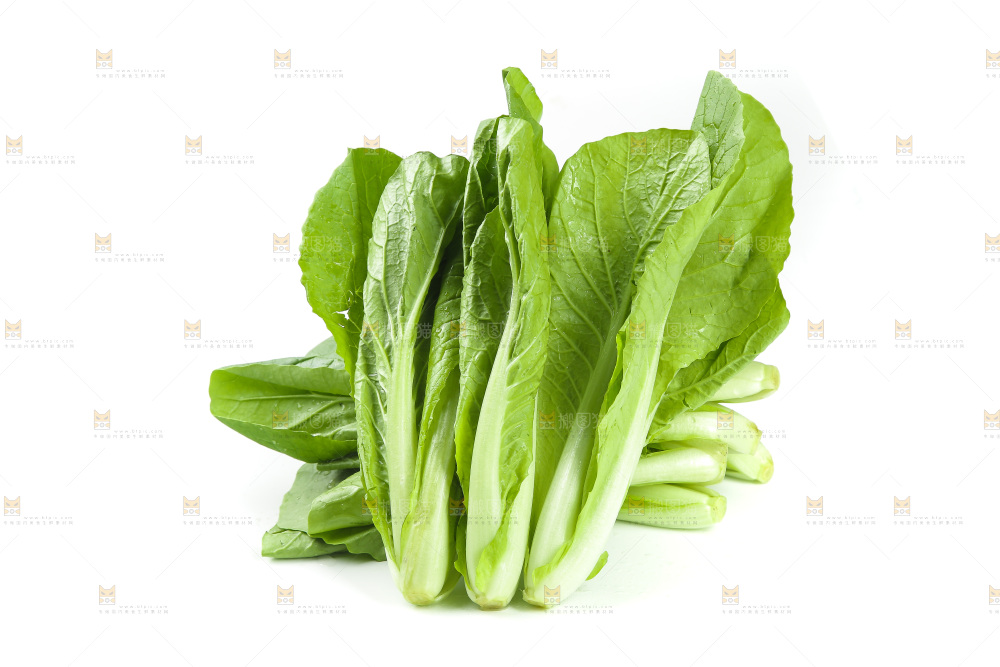 白底上的四季小白菜