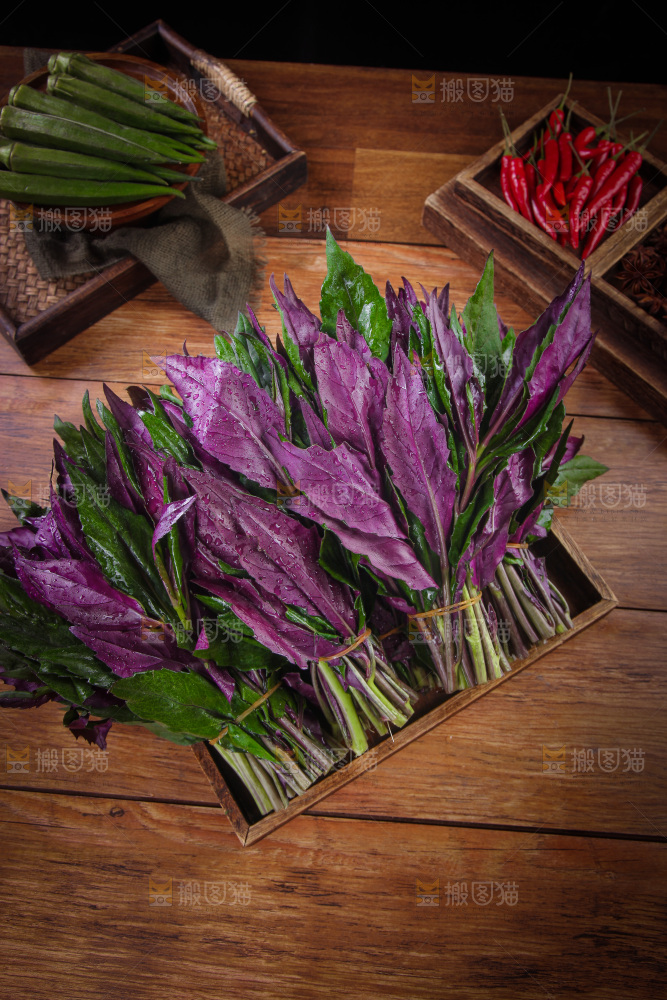 木底上放着一盘紫背天葵