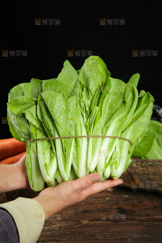 手里捧着四季小白菜