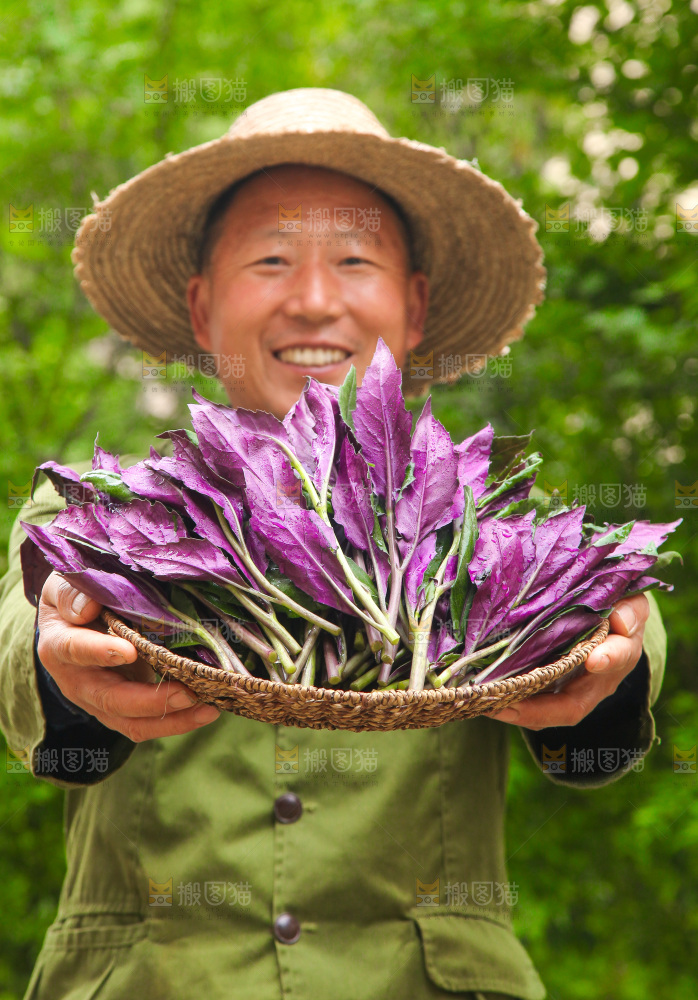 手里端着一篮紫背天葵