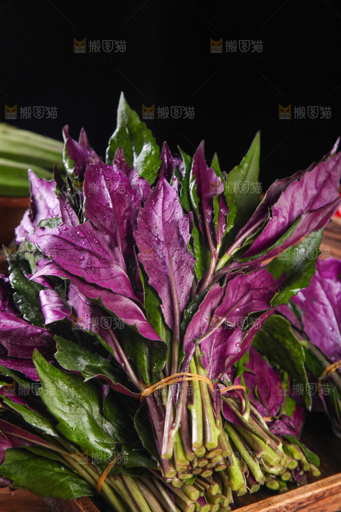 木底上放着一盘紫背天葵