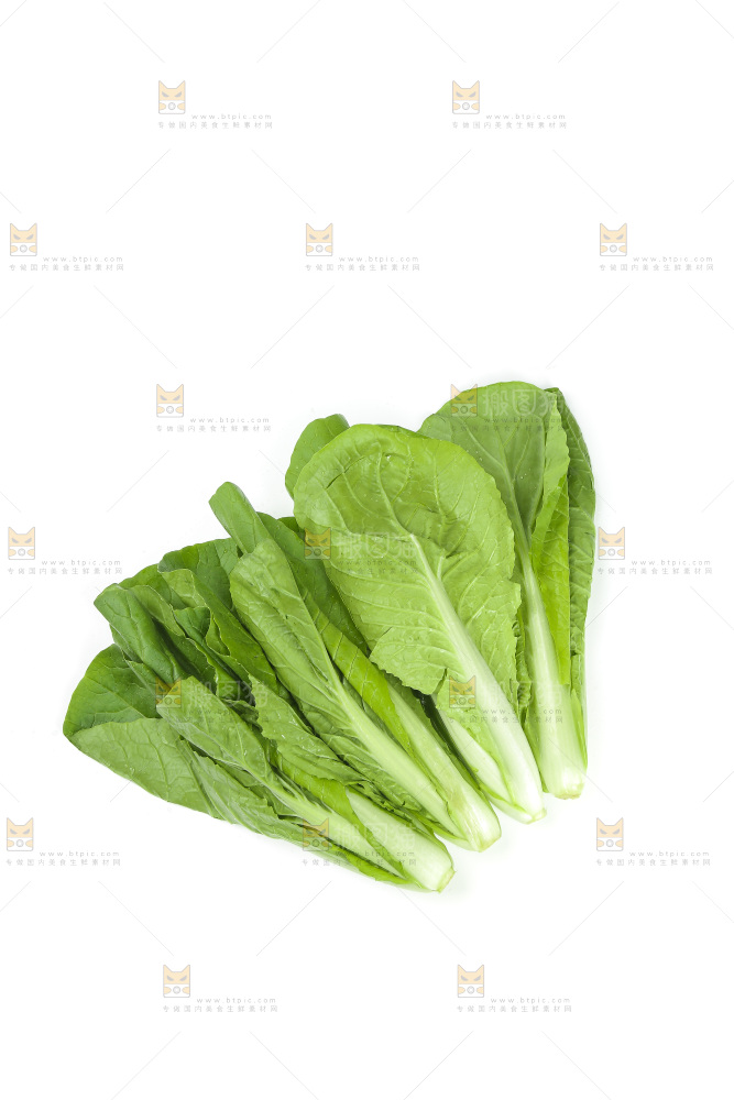 白底上的四季小白菜