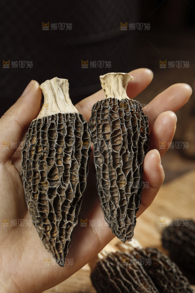 手里拿着有柄羊肚菌