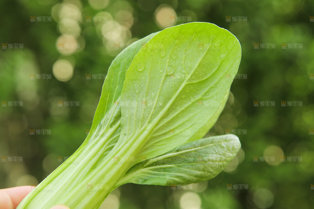 手里拿着小青菜