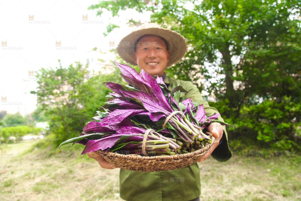 手里端着一篮补血紫背菜
