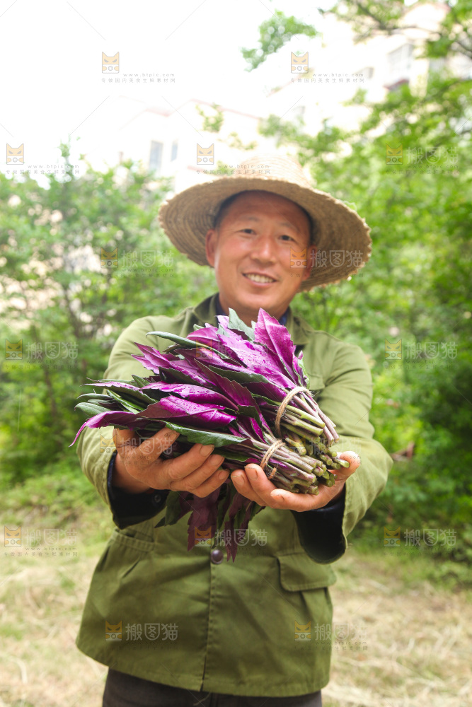 手里拿着紫背菜