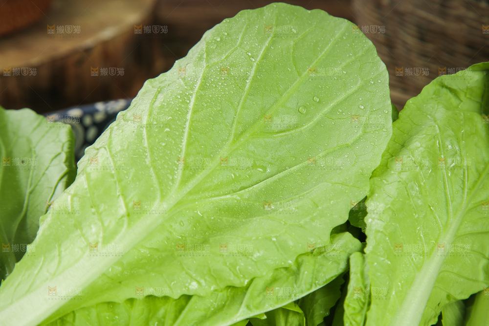 一篮小白菜