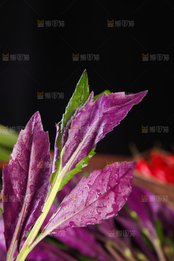 手里拿着红玉菜