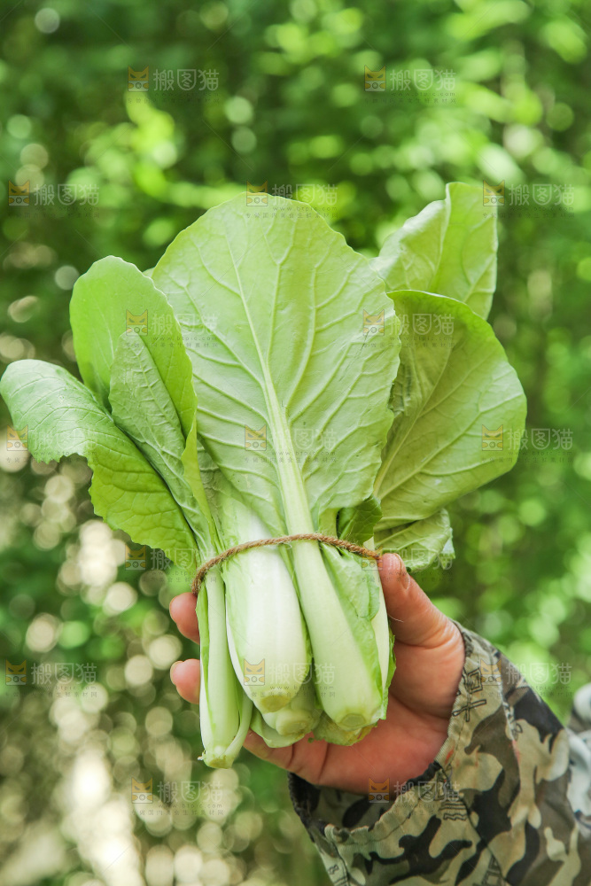 手里拿着小白菜