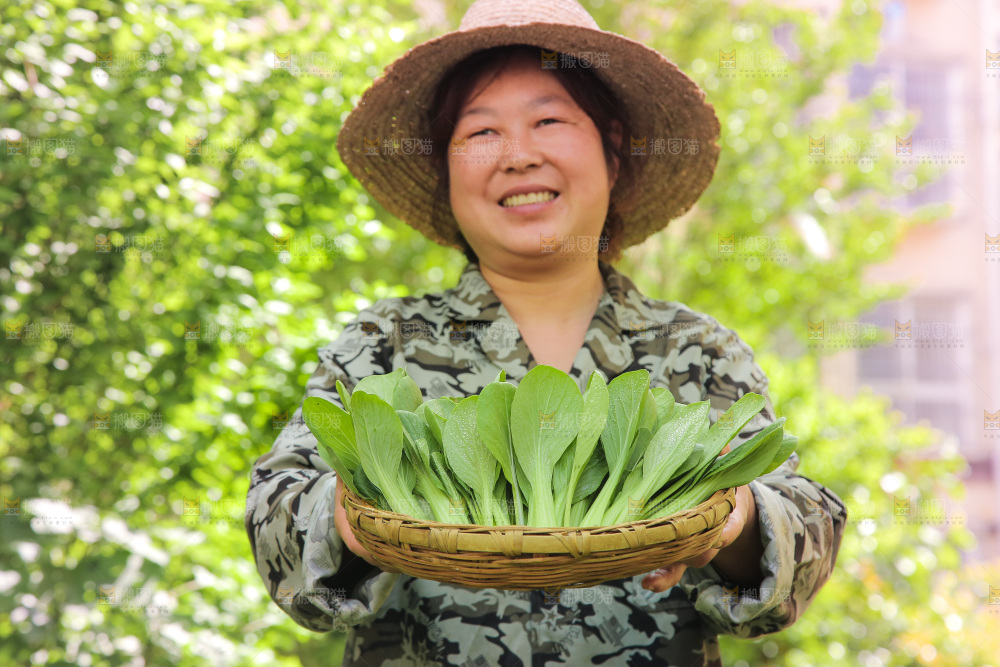手里端着一篮青菜