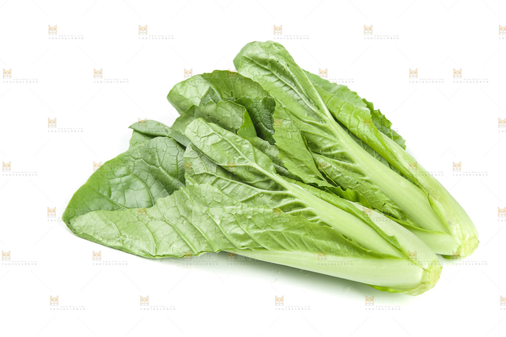 白底上的四季小白菜