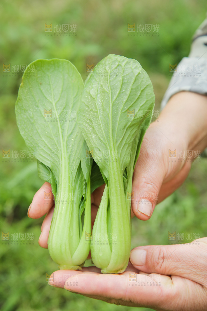 手里拿着小青菜