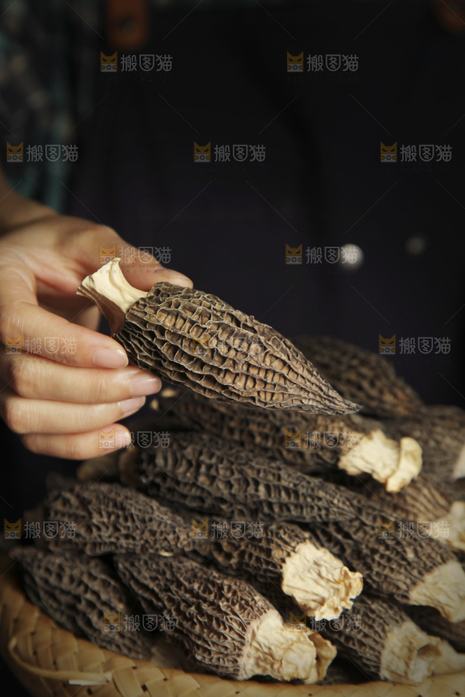 手里拿着干羊肚菌