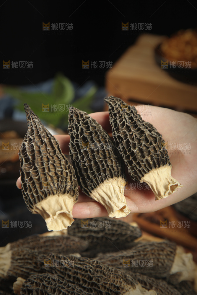 羊肚菌