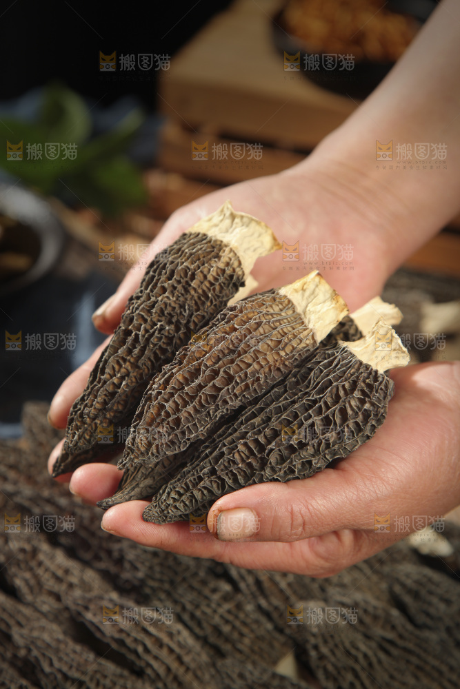 手里捧着羊肚菌