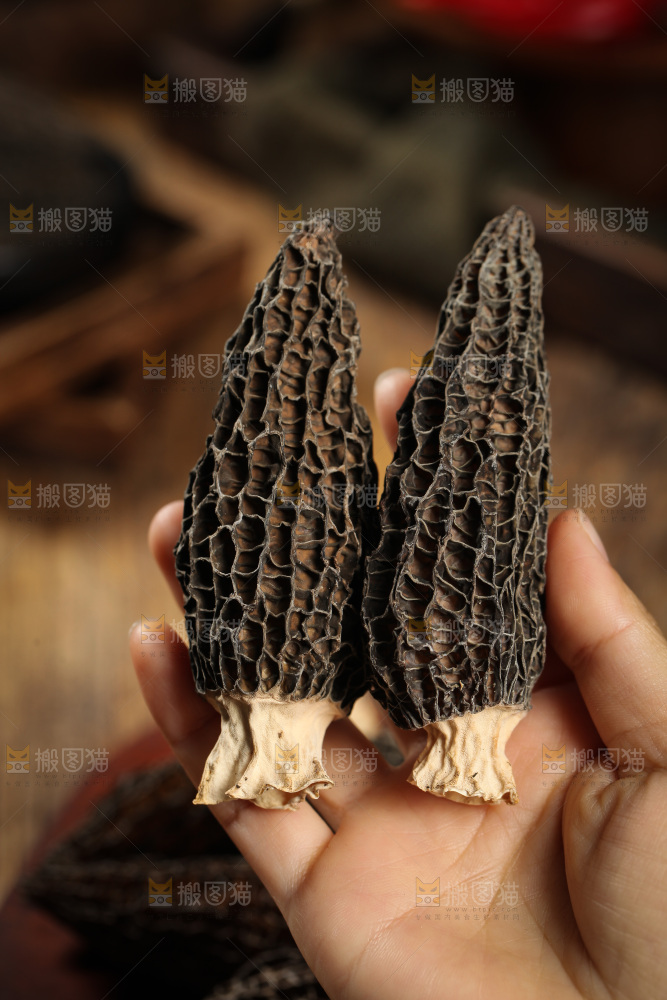 手里拿着云南羊肚菌