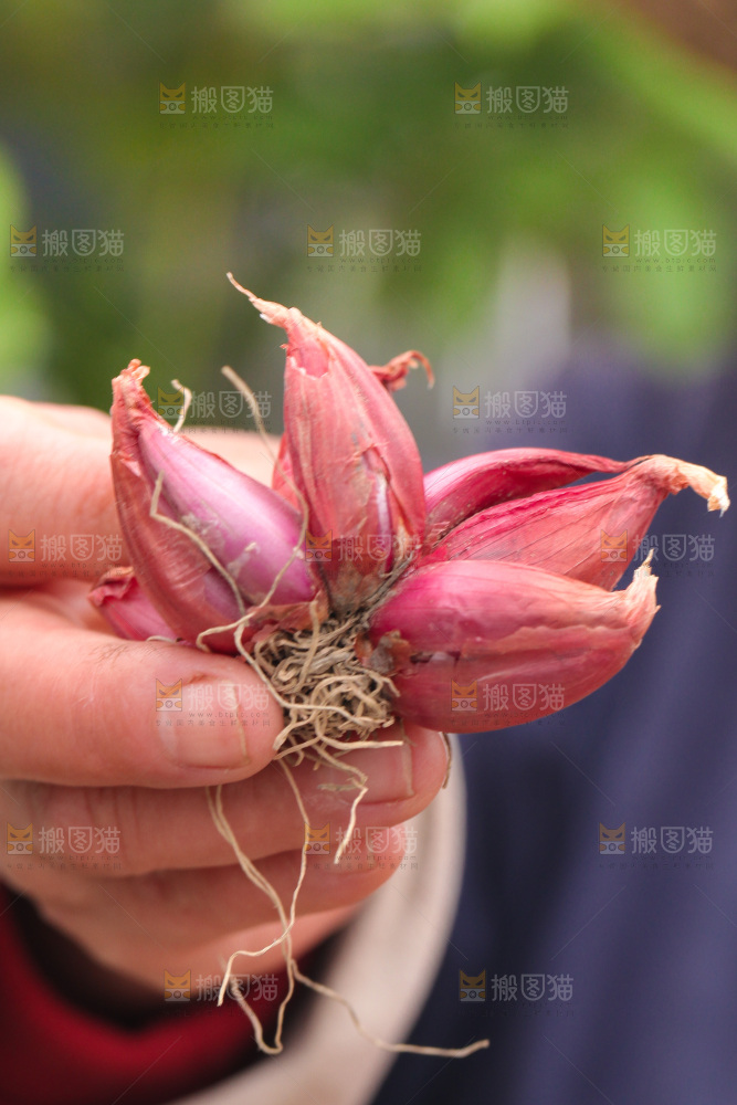 手里拿着香葱头