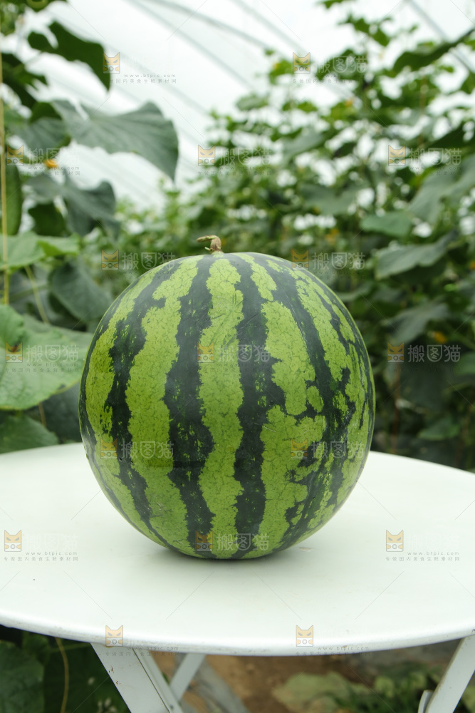 桌子上放着一个麒麟西瓜