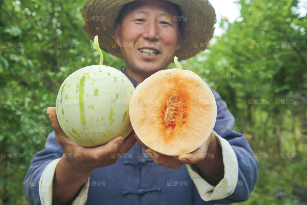 手里拿着红露流星蜜瓜