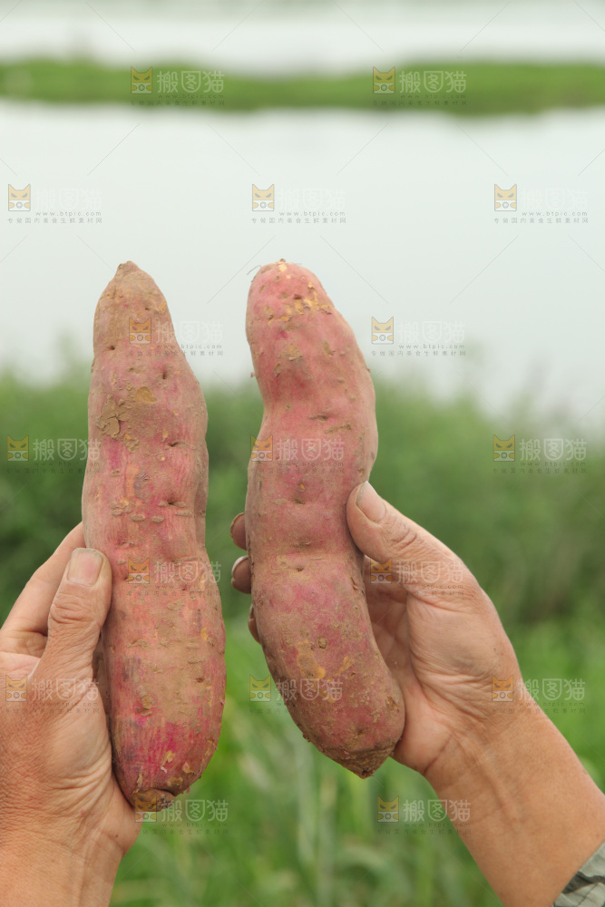 手里拿着板栗红薯